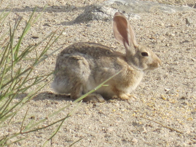 Awesome rabbit pic by Vanessa Sheldon