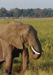 Elephant | by Shelley Harrison