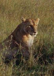 Lion | by Shelley Harrison